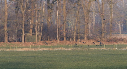 Afbeelding Kraaiendag 21 maart 