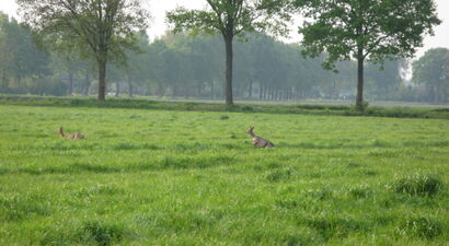 Afbeelding ReewildTelling tussen 18 en 21 uur 